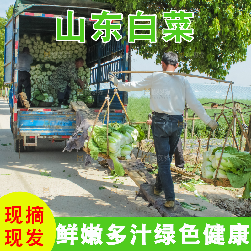 车上正在装着白菜
