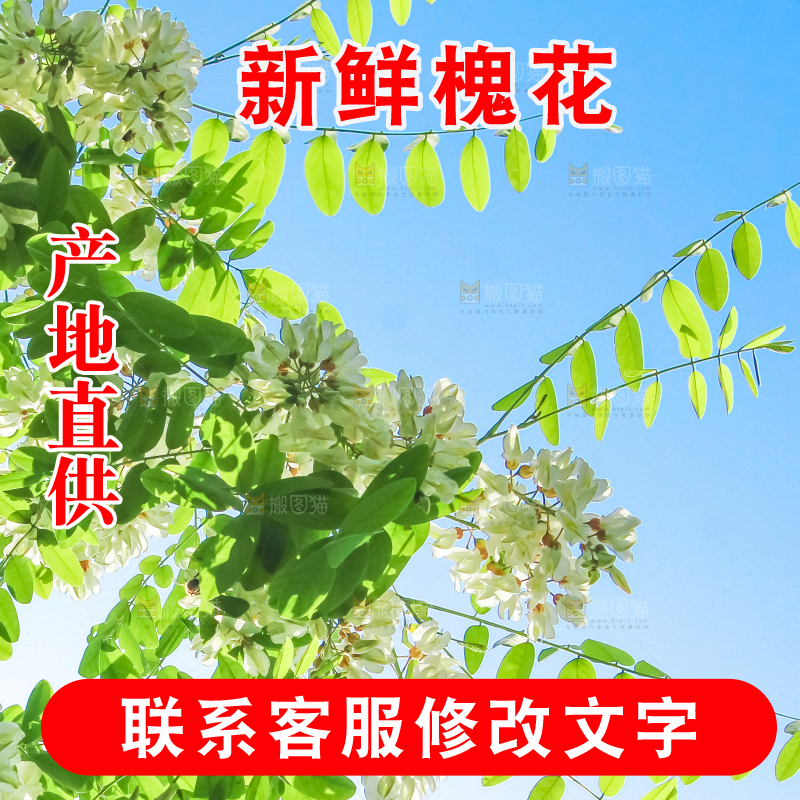槐树槐花
