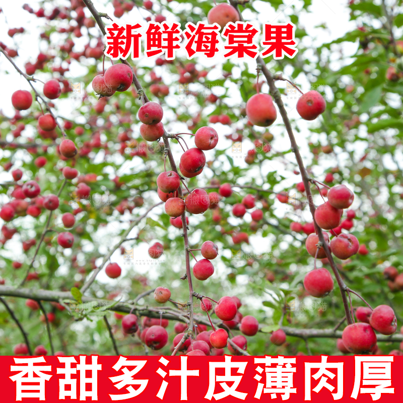 树上挂着海棠果