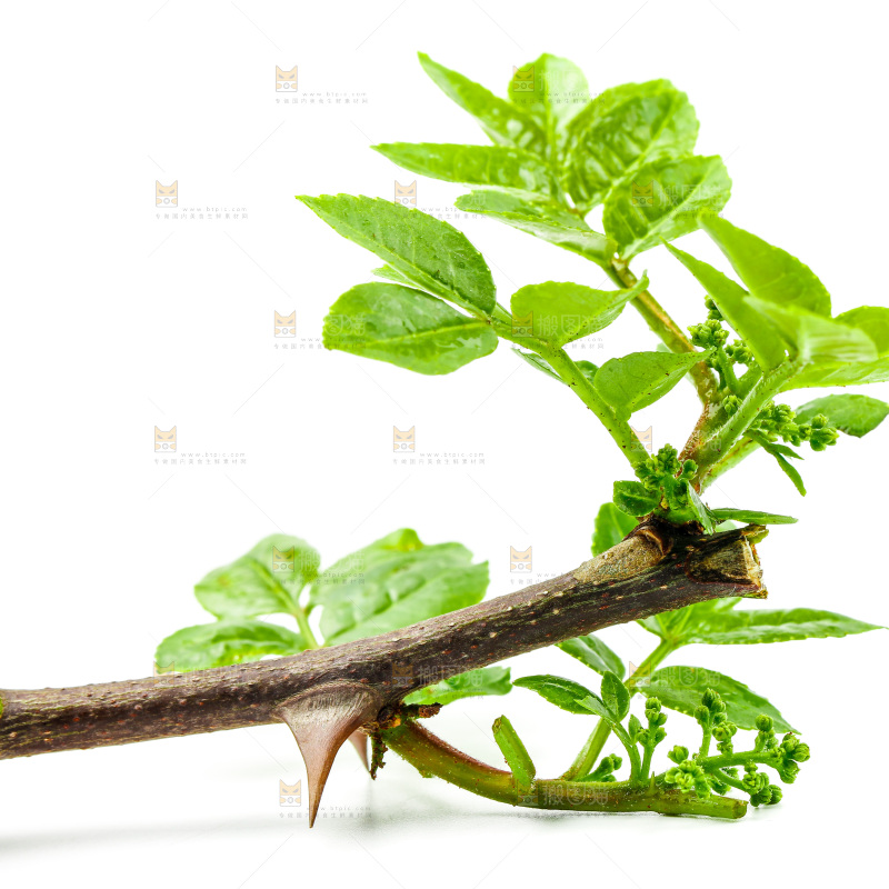 新鲜藤椒叶放在白底上