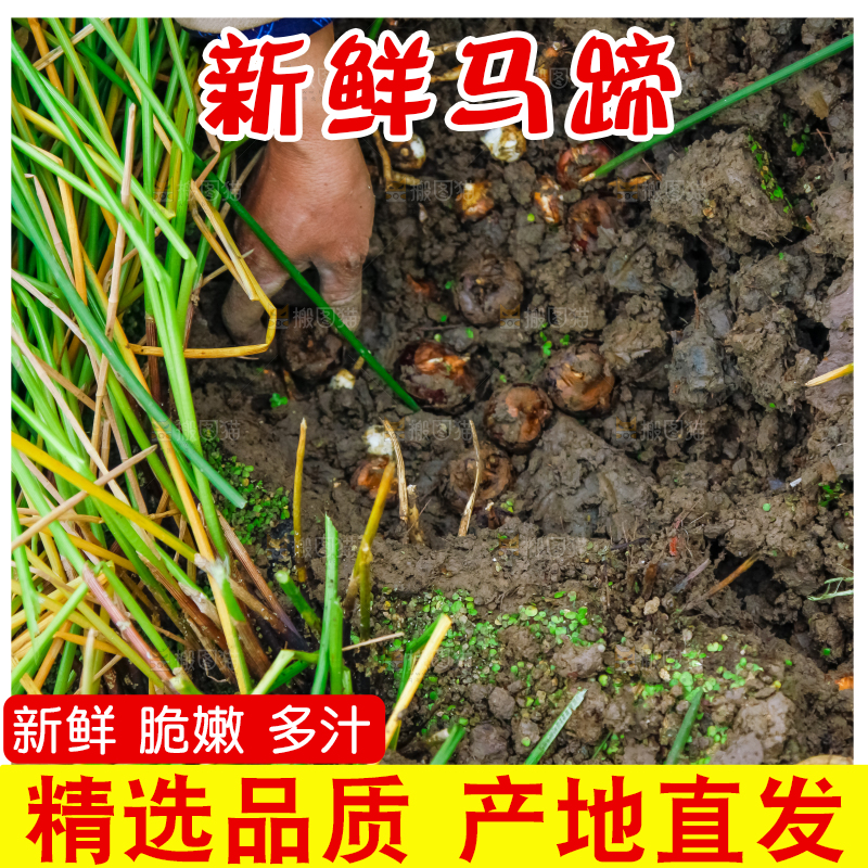 户外的马蹄田