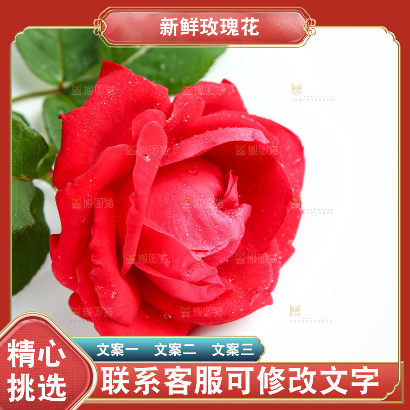 浅底上的玫瑰花