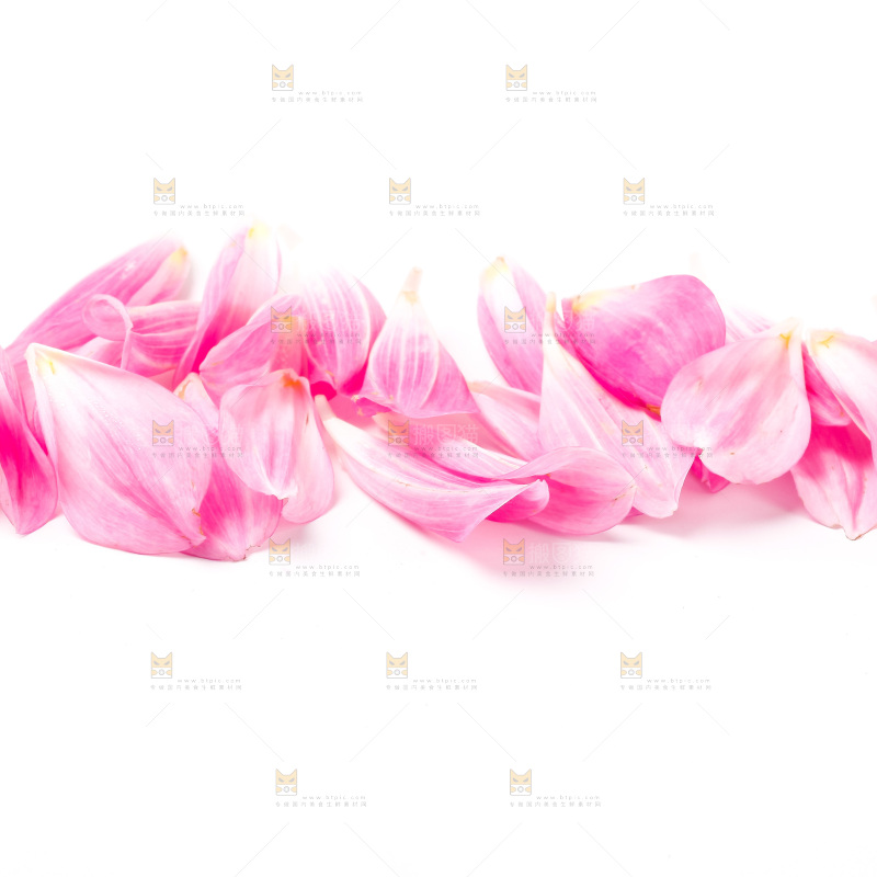 白底上放着花蕾