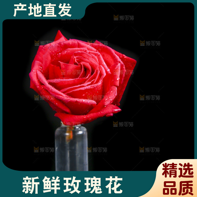 黑底上的玫瑰花