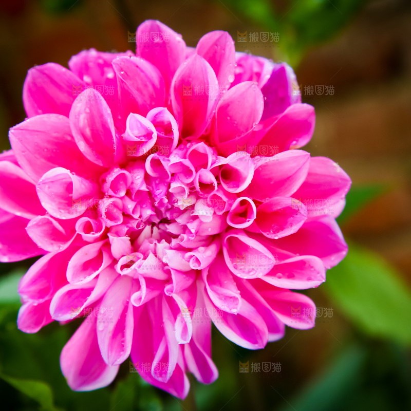 盛开的大丽花