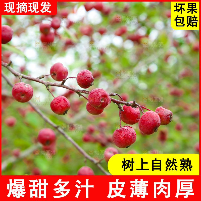树上挂着海棠果