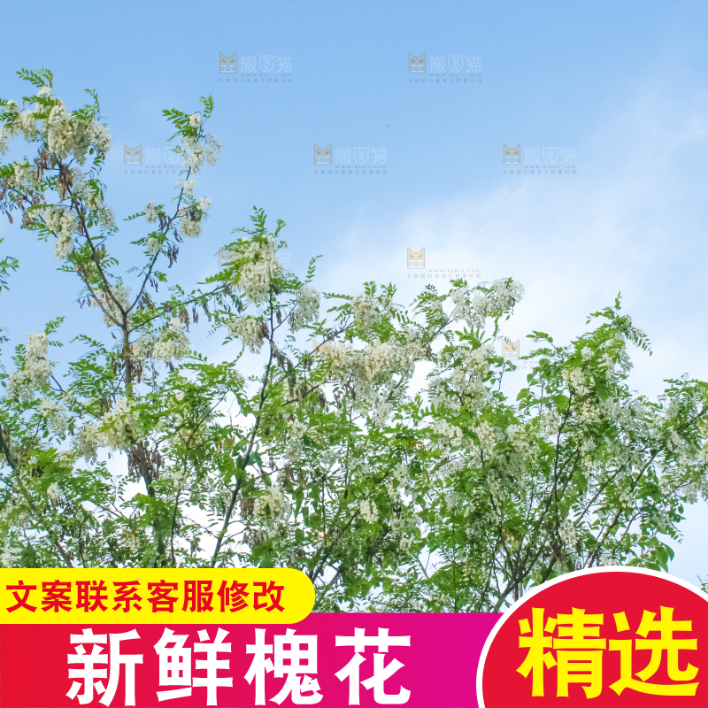 槐树槐花