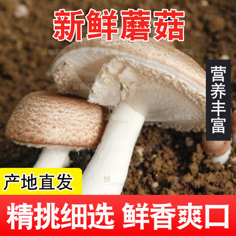 土里的蘑菇