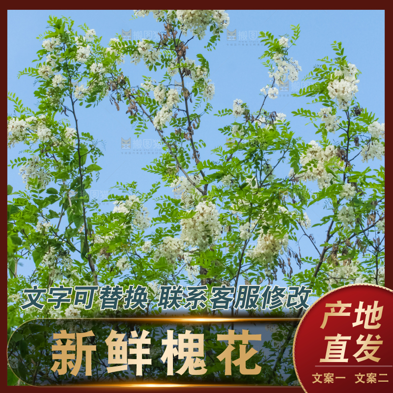 槐树槐花