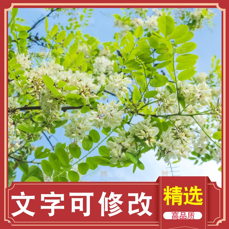 槐树槐花