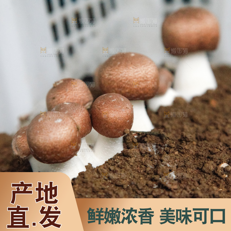 土里的蘑菇