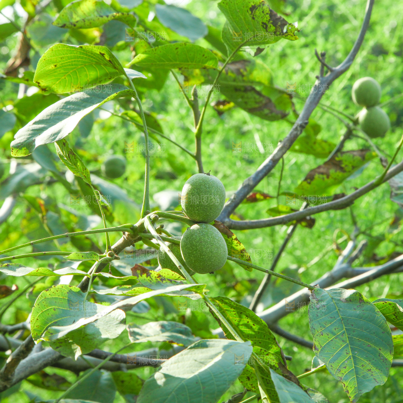 一颗核桃树