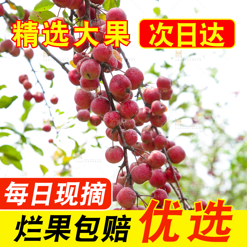 树上挂着海棠果