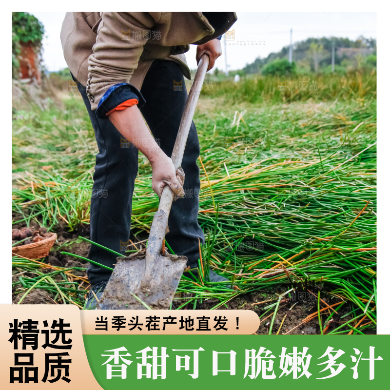 农民正在挖马蹄