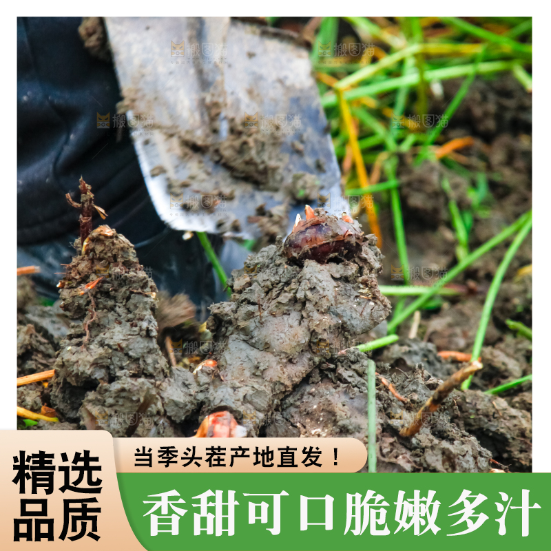 农民正在挖马蹄