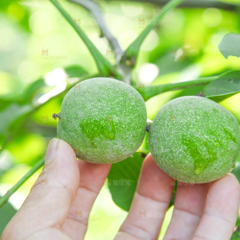 一颗核桃树