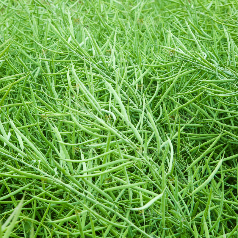一片油菜地