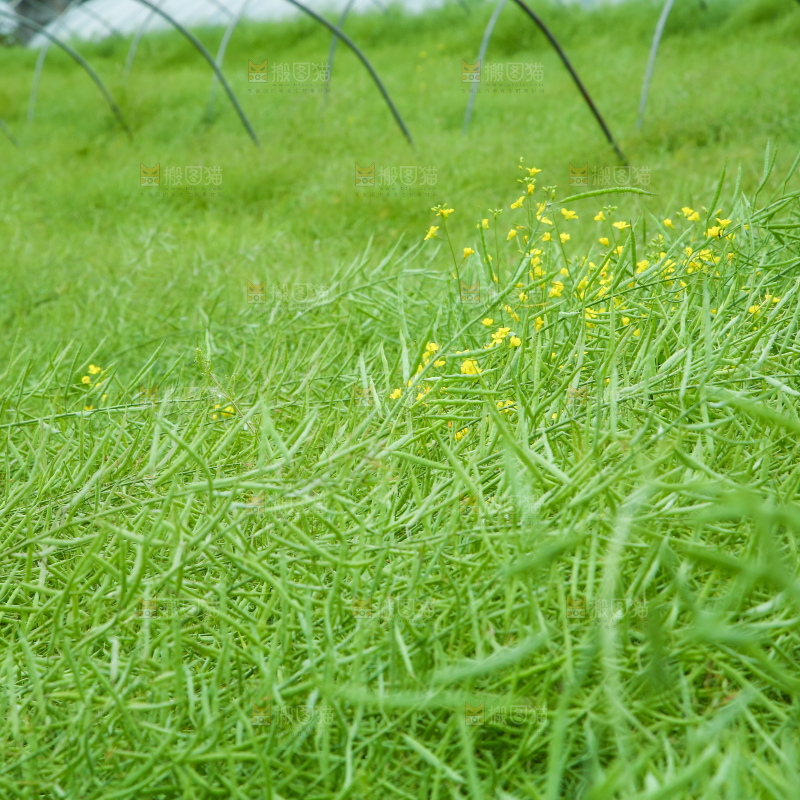 一片油菜地