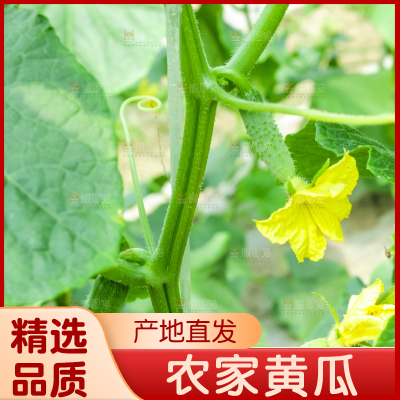 藤子上的小黄瓜