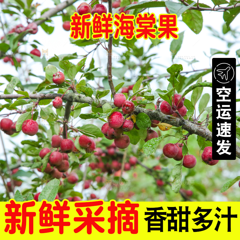 树上挂着海棠果
