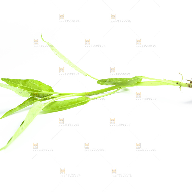 白底上放着空心菜苗