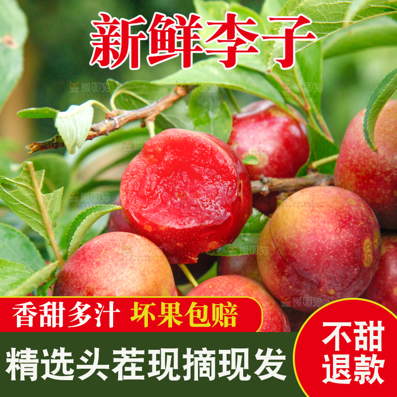 李子树上的红布李