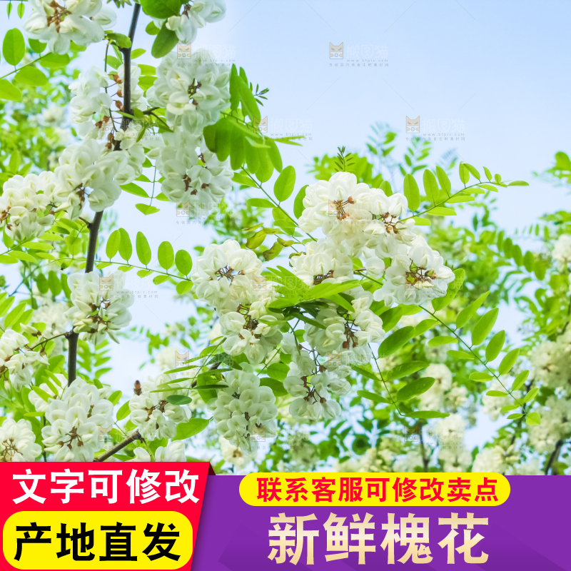槐树槐花