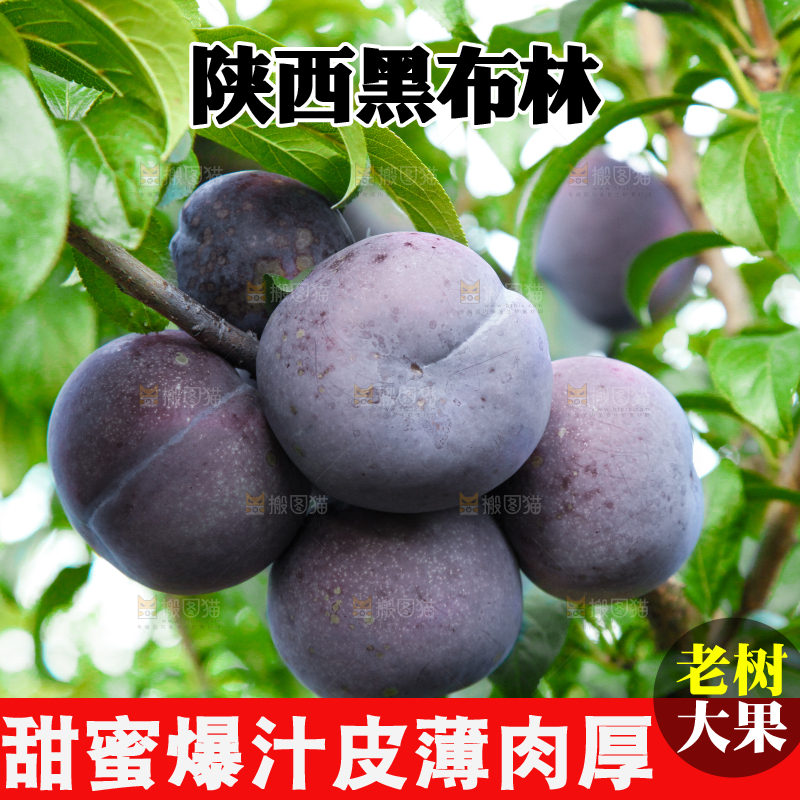 树上挂着黑布李