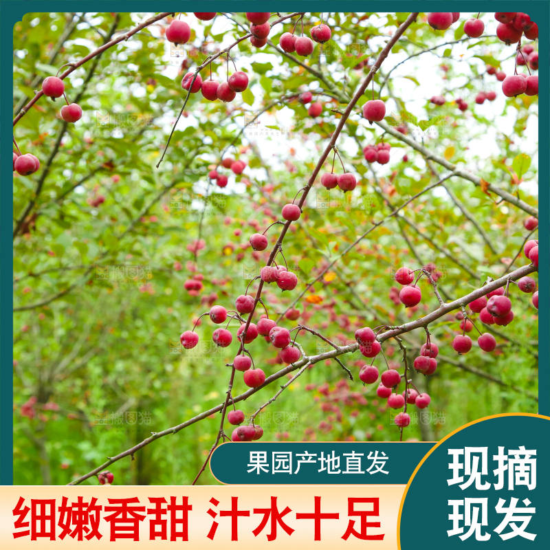 树上挂着海棠果