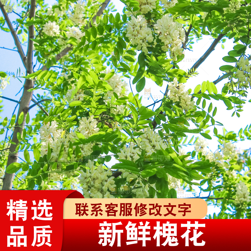 槐树槐花