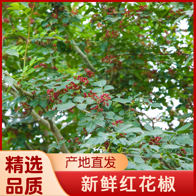 树上的花椒