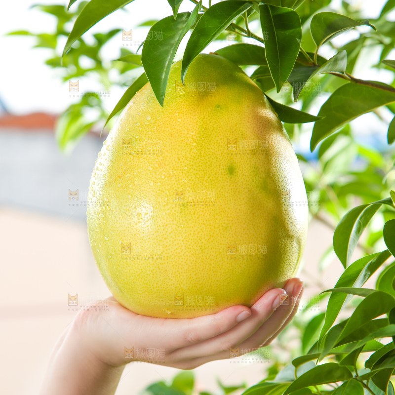 手里拿着柚子
