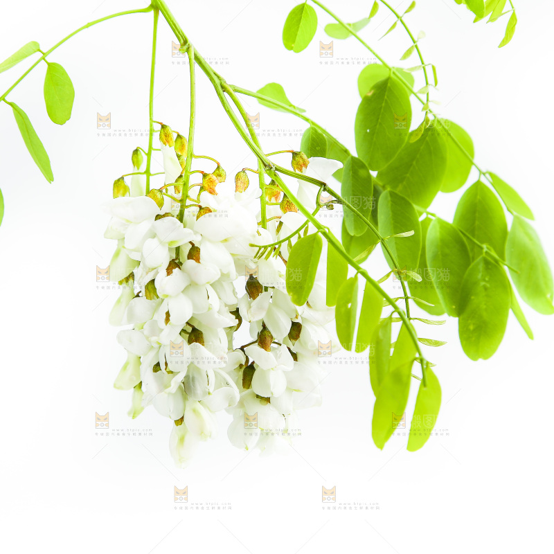 白底上的槐树花