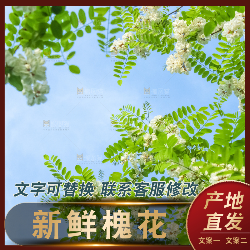 槐树槐花
