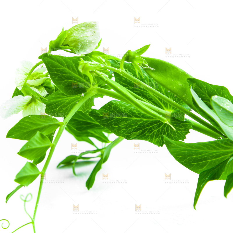 白底上的豌豆叶