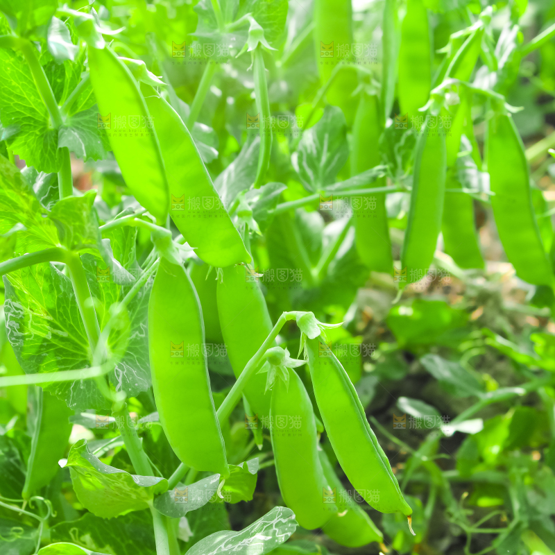田里种着豌豆