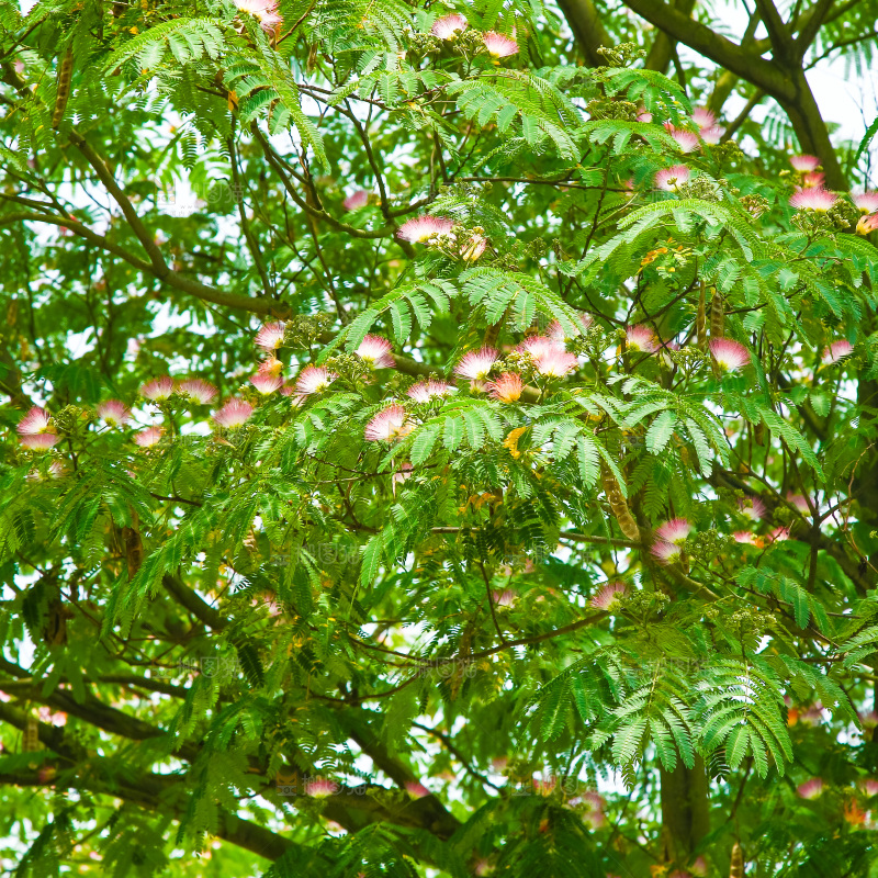 合欢树绿植