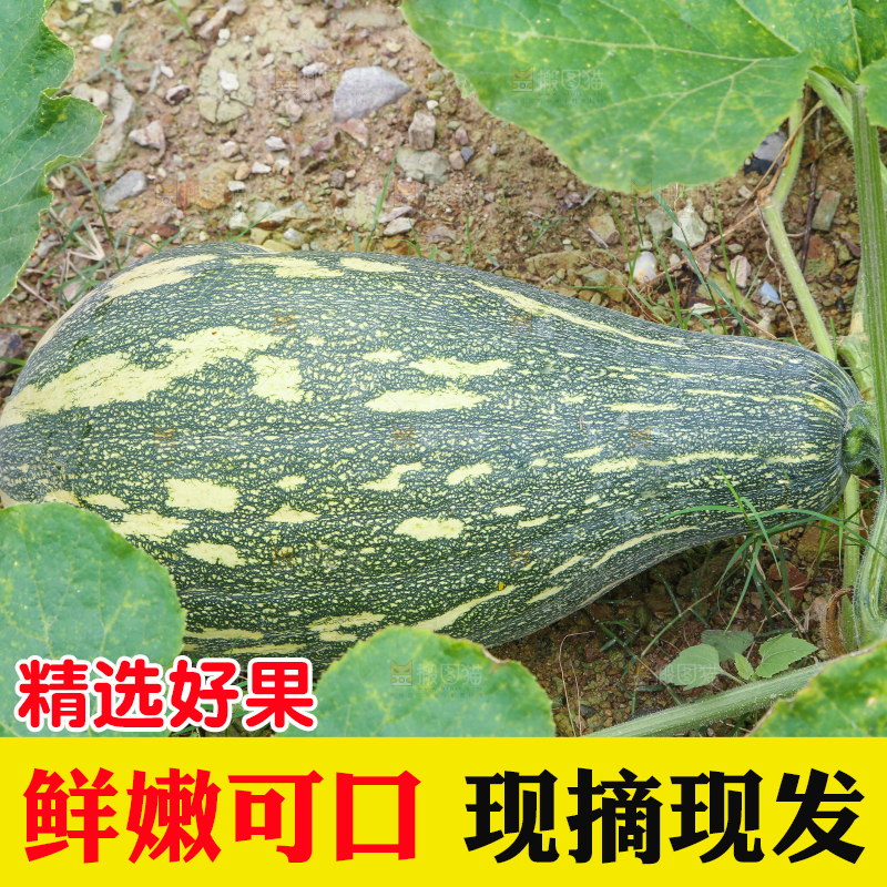 地里的南瓜