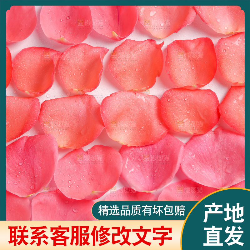 白底上的玫瑰花瓣
