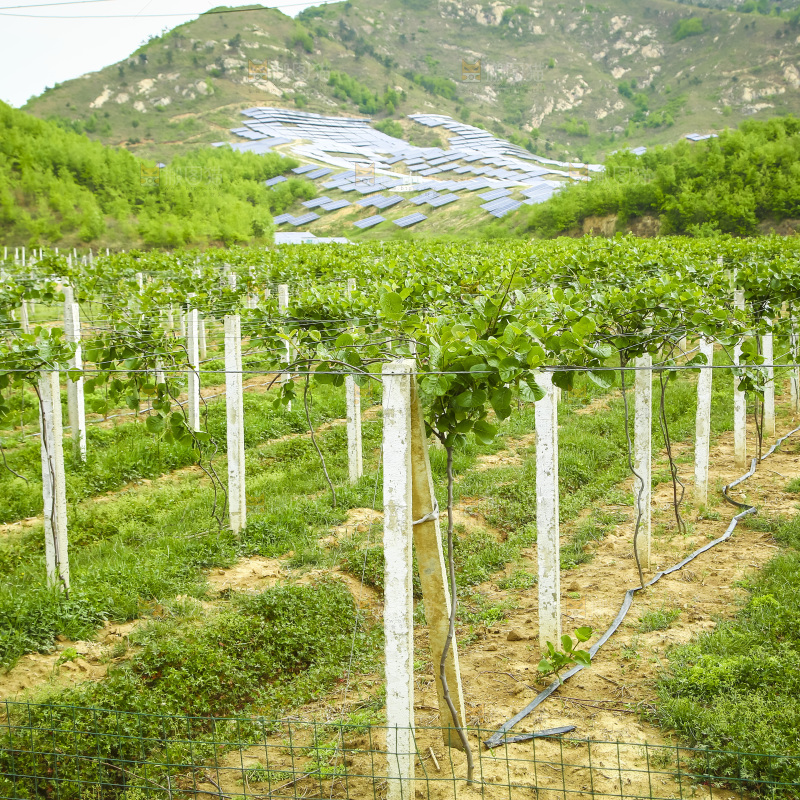 水果种植基地
