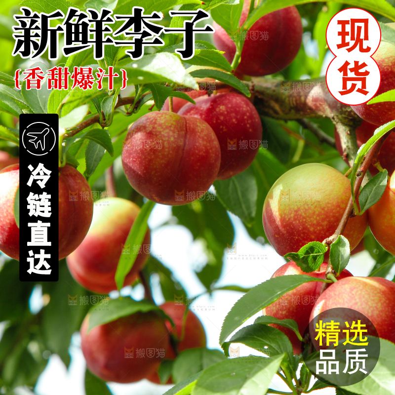 李子树上的红布李