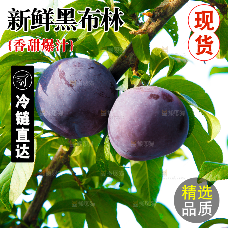 树上挂着黑布李