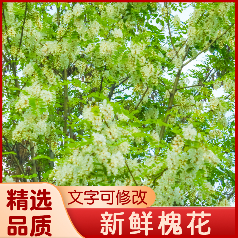 槐树槐花
