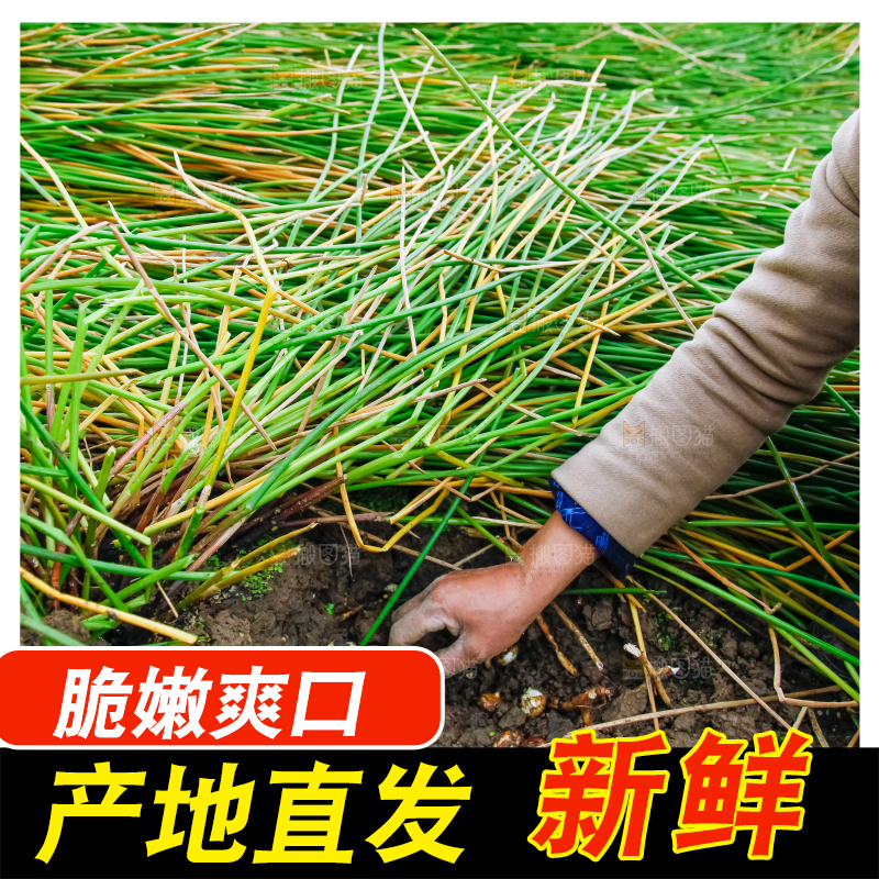 户外的马蹄田