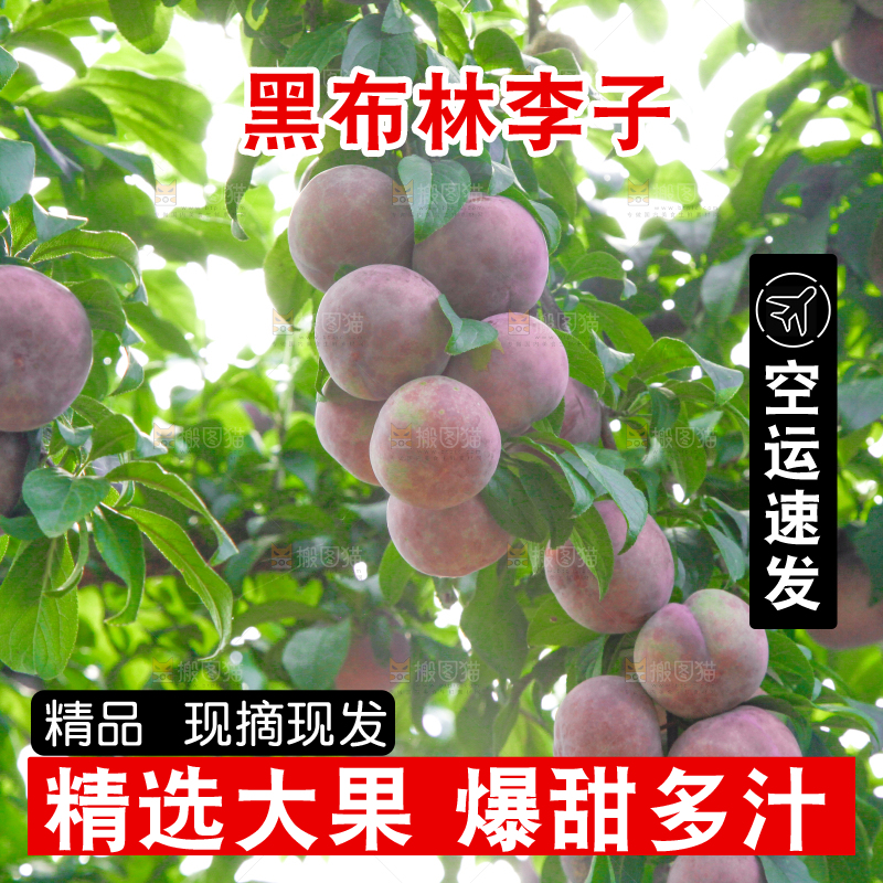 树上挂着黑布李