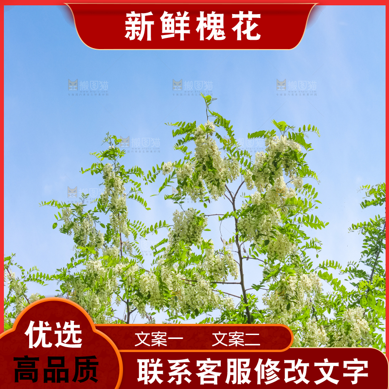 槐树槐花