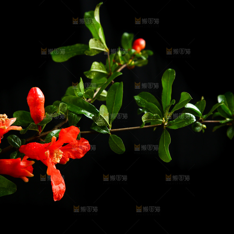 黑底上的石榴花