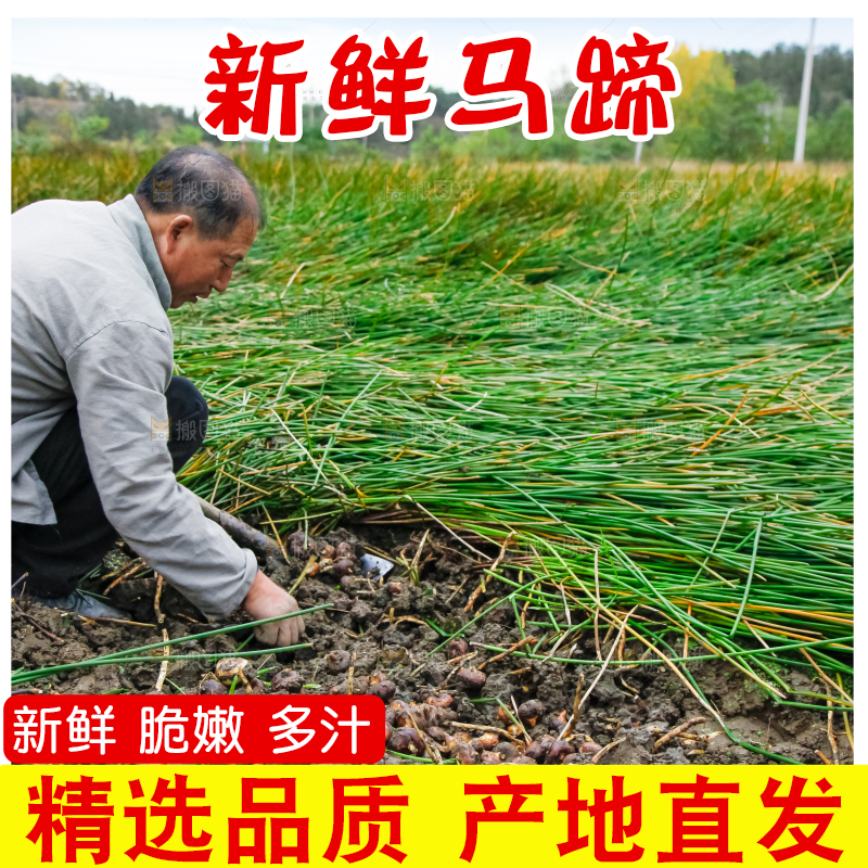 农民正在挖马蹄