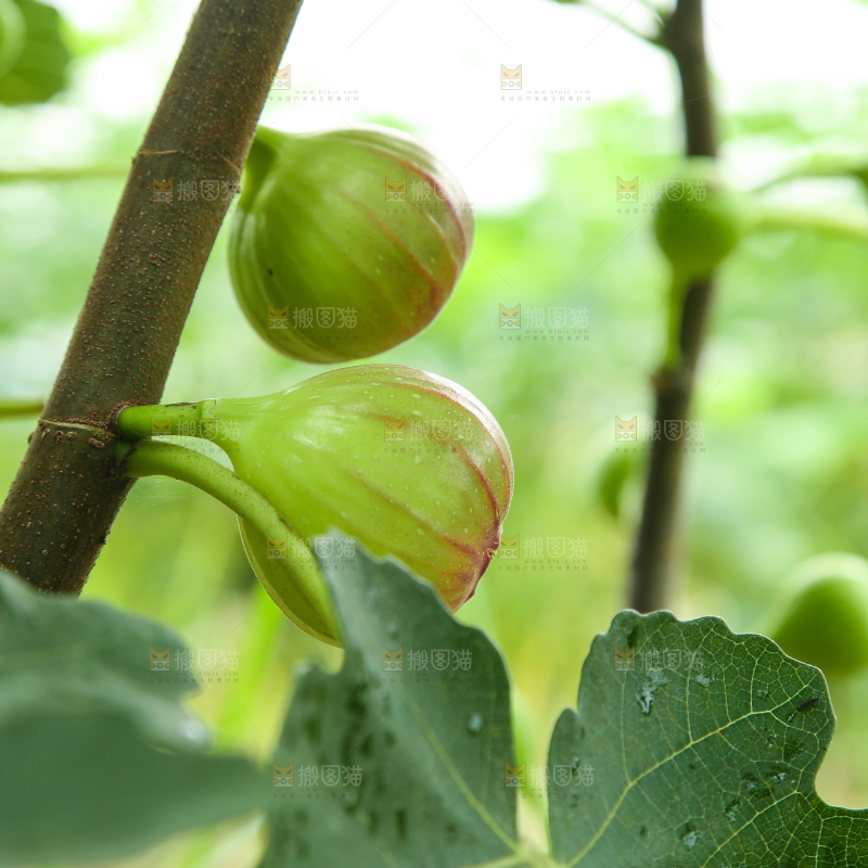 户外的无花果树