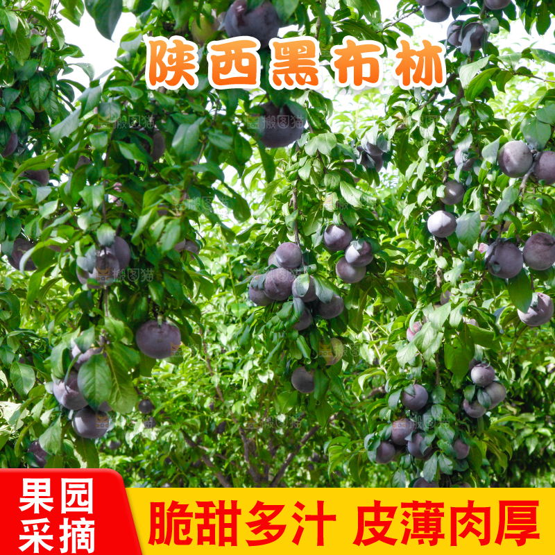 树上挂着黑布李